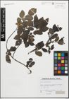 Foto von Salix myrsinifolia Salisb.